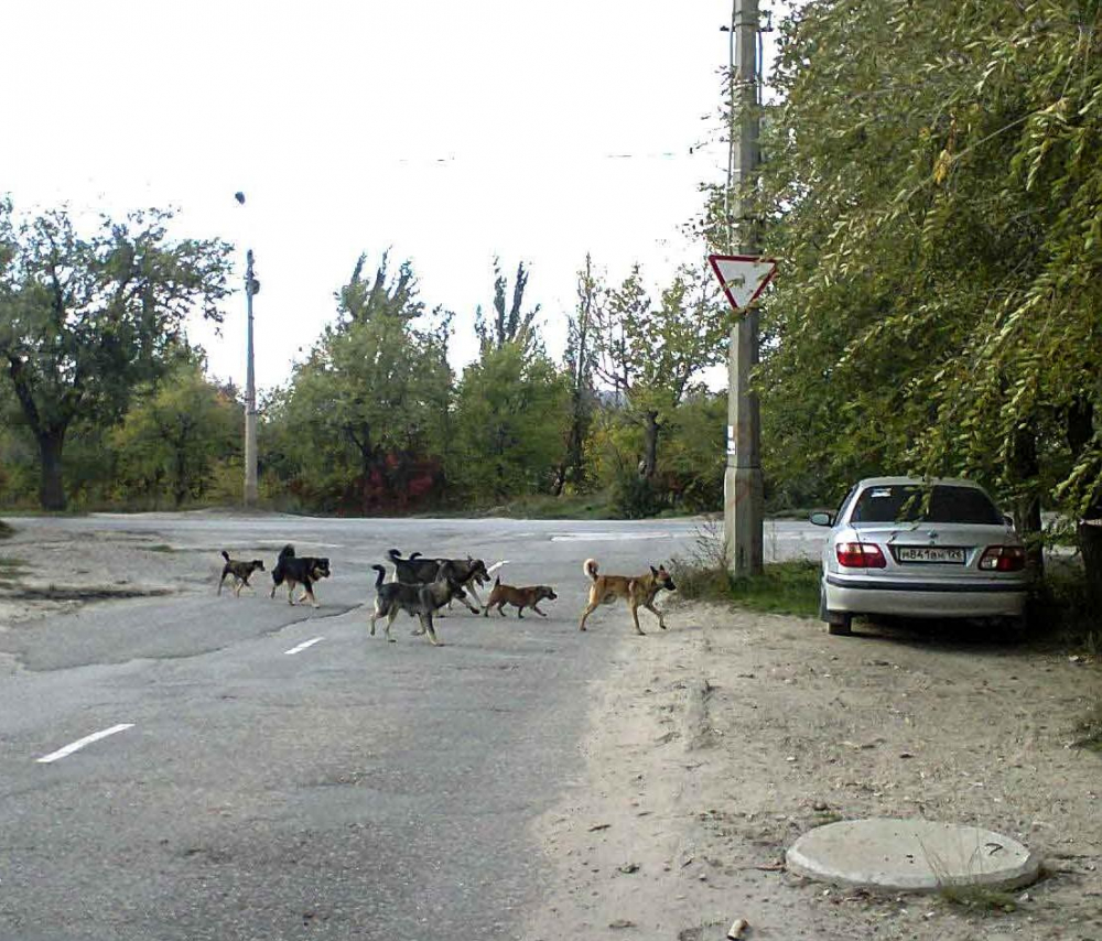 В жалобах камышан в администрацию города бродячие собаки заняли «ведущие позиции»