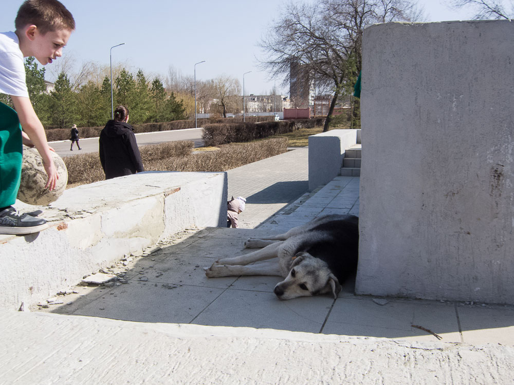 «Чиновникам важнее Волгоград в Сталинград переименовать, чем проблему с бездомными собаками решить», - политолог