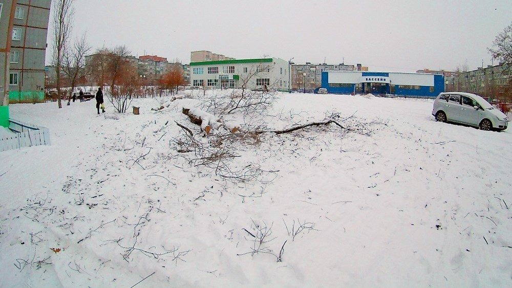 В Камышине ветки с обрезанных деревьев уходят под снег до весны