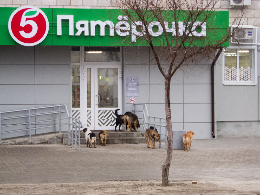 В Волгоградской области бродячие собаки кусают жителей со скоростью один пострадавший каждый час