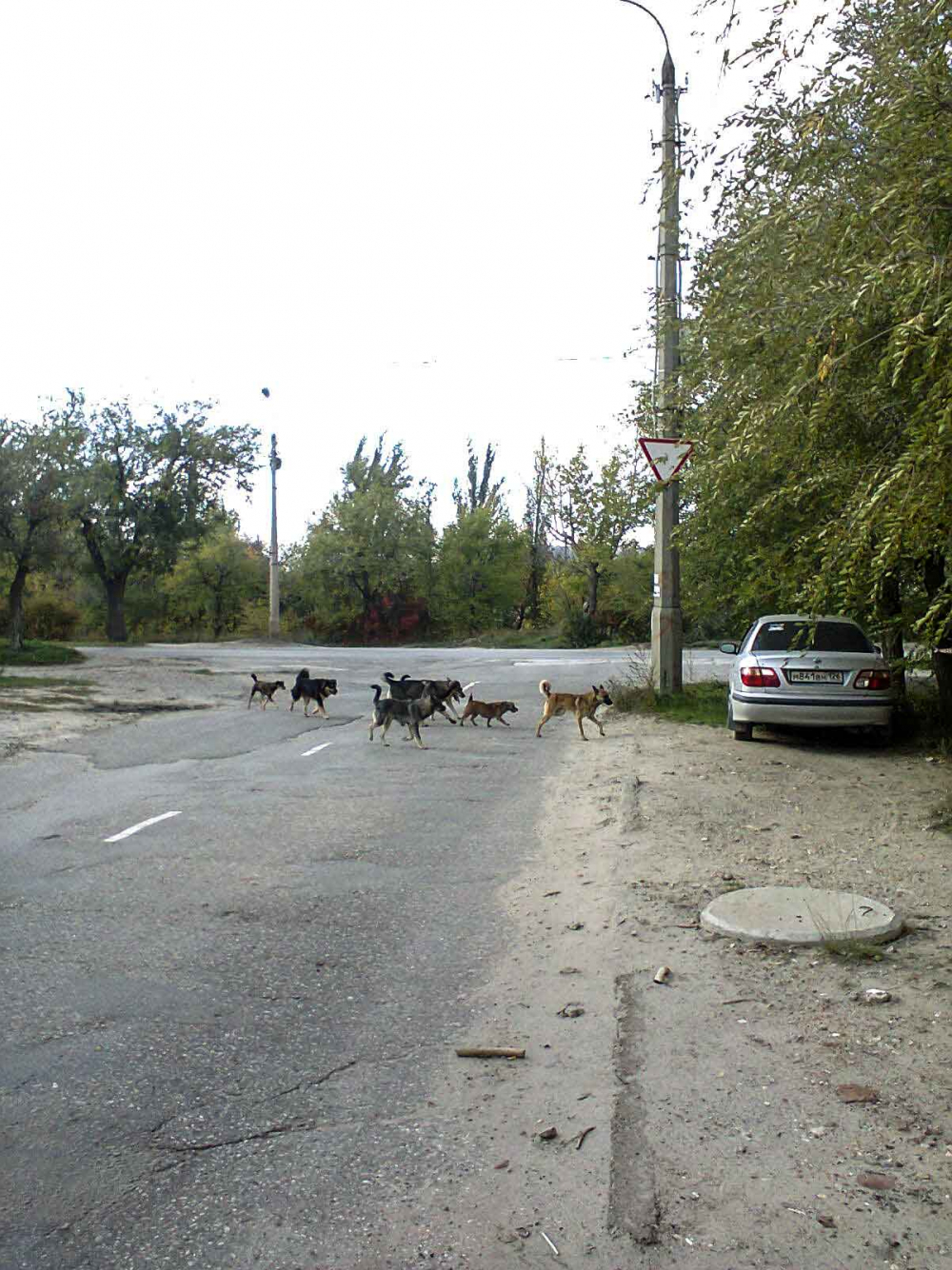 В Камышине пора устанавливать дорожные знаки «собачий переход», - камышанин