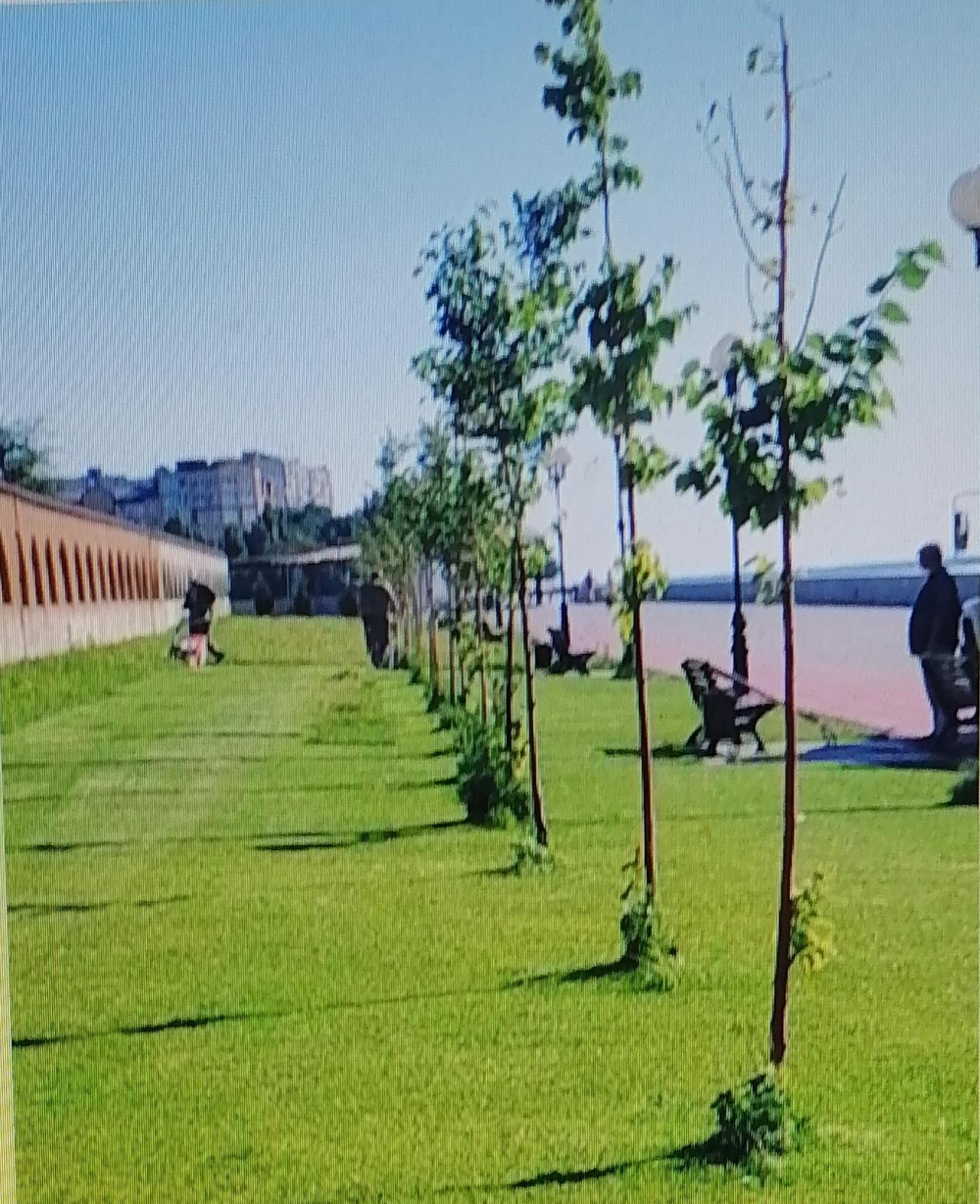 Администрация Камышина показала, как идеально она выстригла газоны у известного «дома на набережной», - камышанка