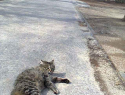 Сегодня лицезрел ужасную картину: на улице Гороховской в Камышине женщина в мусорку выкинула мешок с живым котом, - камышанин