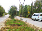 В Камышине на разделительной полосе дороги по улице Текстильной подсадили молодые деревья