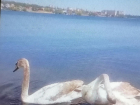 Видео с весенней "разминкой" лебедей на Камышинке выложили горожане в соцсетях 