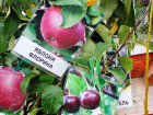 В Камышине начались распродажи лучших саженцев плодовых деревьев, но ажиотажа среди покупателей не наблюдается