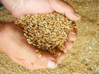 Ученые проверили, как уходит в зиму "академическая" пшеница в Камышинском районе