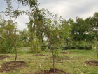 Администрация Камышина показала, как провела компенсационные высадки деревьев в парке "Строителей", о парке "Топольки" - пока ни слова