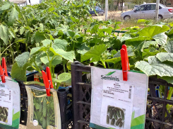 В Камышине сегодня, 2 июня, после дождя станет посвежее, но только на один день