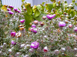 Слабый мокрый снег предсказали синоптики камышанам в конце второй недели декабря