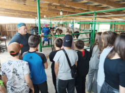 Для шестиклассников экскурсию провел самый известный фермер Камышинского района