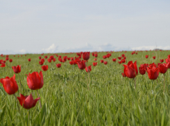 Туристы Волгоградской области вошли в ТОП-5 гостей фестиваля тюльпанов в Калмыкии