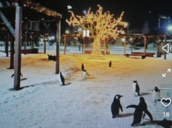 Пользователи соцсетей не оценили креатив с пингвинами в Камышине