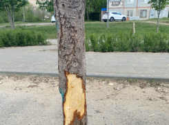Камышинские варвары перед праздниками изрубили на Каштановой аллее семь взрослых каштанов