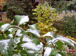 Сколько осталось времени до первого «серьезного» снегопада в Камышине?