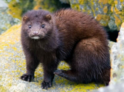 В Волгоградской области официально разрешена охота на мохнатого зверька 