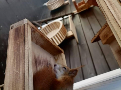 Откуда в камышинском парке взялись белки?