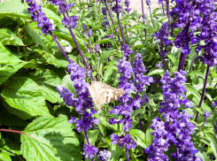 Погодная отметка «+30» еще не попрощалась с камышанами