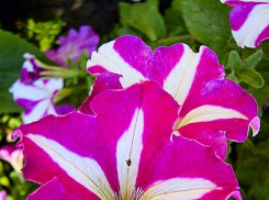 В Камышине установилась умеренная июльская жара