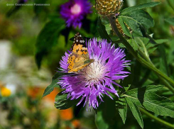 Погода в Камышине в первый день лета не подвела, но дождь с грозой «заготовила»