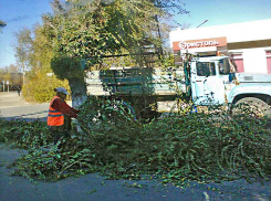 В Камышине продолжают «кромсать» деревья на центральных улицах