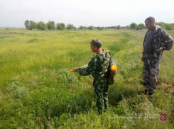 С полей Волгоградской области поплыли «ароматы» уничтожаемой дикой конопли