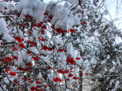 В Камышине морозы смягчились, а магнитные бури - нет: погода на 29 января