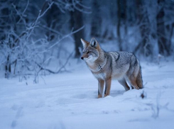 В Камышинском районе продолжится «лицензионный» отстрел шакалов
