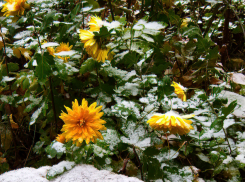 Первый снег в Камышине случится раньше «запланированного»