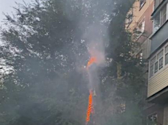 В Камышине гадают, отчего «самовозгорелся» вяз у многоэтажки на проезде Феоктистова