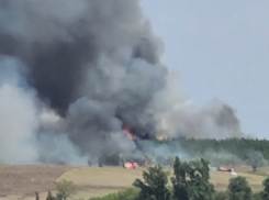 Под Камышином полыхает степь, горит сосновый лес у села Семеновка Камышинского района