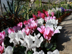 В Волжском в ботаническом саду все готово к весеннему параду крокусов, тюльпанов, цикламенов: приглашают любоваться и камышан