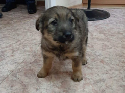 В Камышине журналисты спасли щенка Чебурашку