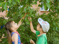 В Камышине ребятня набросилась на созревающий тутовник у подъездов