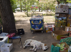 Член Общественной палаты Волгоградской области продвигает идею кардинальных мер против агрессивных бродячих собак