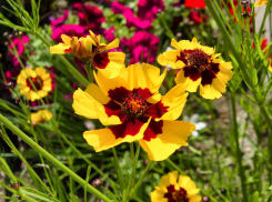 +30, духота, облака: погода в Камышине на 9 июля