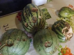 Камышинские бахчеводы показали в соцсетях, что сотворил град с их урожаем (ВИДЕО)