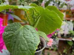 Рассада без «черной ножки»: простые правила