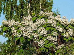 С погодой в Камышине все стабильно: жара за 30