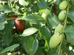 В поселке Камышинского района селекционер выращивает китайские финики