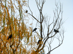 Туман, морось, мелкий дождь: вся классика осенней погоды плюс жуткая магнитная буря будет «представлена» камышанам сегодня, 12 ноября