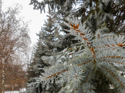 В Камышине объявили о лыжных гонках