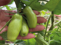 Чем сейчас подкормить рассаду помидоров  