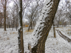 Юго-западный ветер поддержит в Камышине комфортную погоду