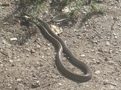 Огромную змею возле жилых домов обнаружила молодая мама с ребенком, - «Блокнот Волгограда» 