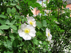 Сильная жара и геомагнитный шторм: погода в Камышине 30 мая