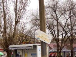 Прохожие даже заспорили, что написано на покосившемся аншлаге, настолько он оказался обтрепан, - камышанка