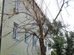 Ведь рухнет кому-нибудь на голову это сухое дерево, опубликуйте! - камышанин