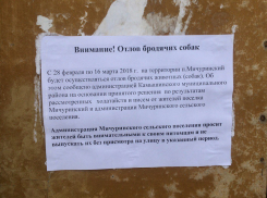 Камышан в соцсетях насторожило объявление о длительном отлове бродячих собак