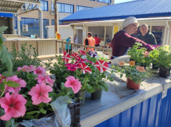 В Камышине «ослепляют» красотой открывшиеся цветочные рынки